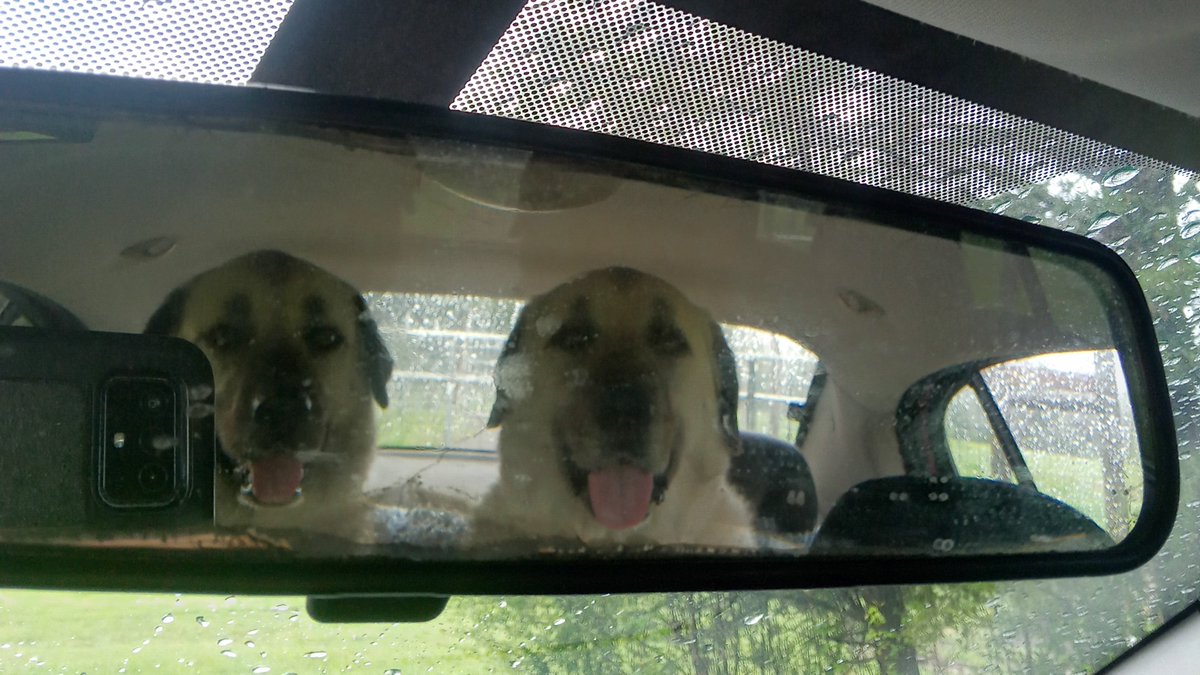 AnatolianGal's tweet photo. Happiness seen in the rear view mirror. #RideTime #AnatolianShepherds #Siblings https://t.co/BOpS5CuDjU