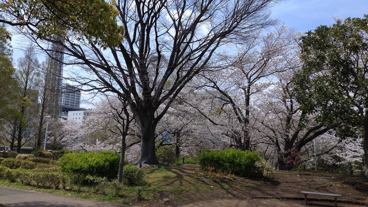 動くガンダム見に来ました。
頭が取れてたらラストシューティング状態😆って期待したけど、ハズレ。ああ〜でも淋しいねぇ😢連結バス乗り場が近いのでソコソコ近寄れます。山下公園は桜が満開。
#ガンダムファクトリーヨコハマ
#動くガンダム
#山下公園
#桜
