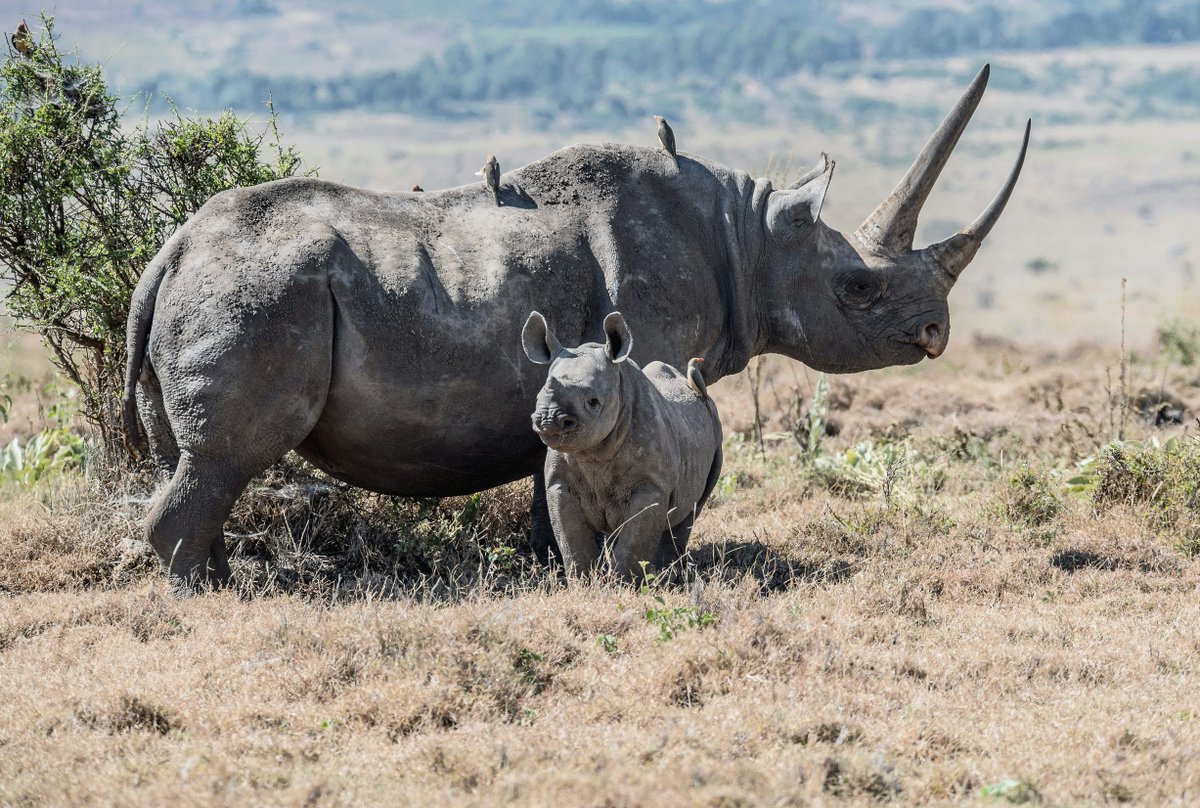 The World’s 10 Most Endangered Animals of 2024: buff.ly/49yCzEE 

Nature is amazing. Protect it.

#ActOnClimate #biodiversity #SDGs