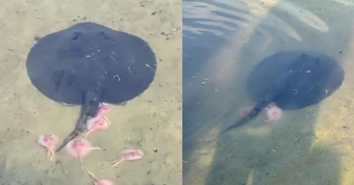 Stingray gives birth to translucent pink baby rays in S'pore reservoir bit.ly/3JbQt4W