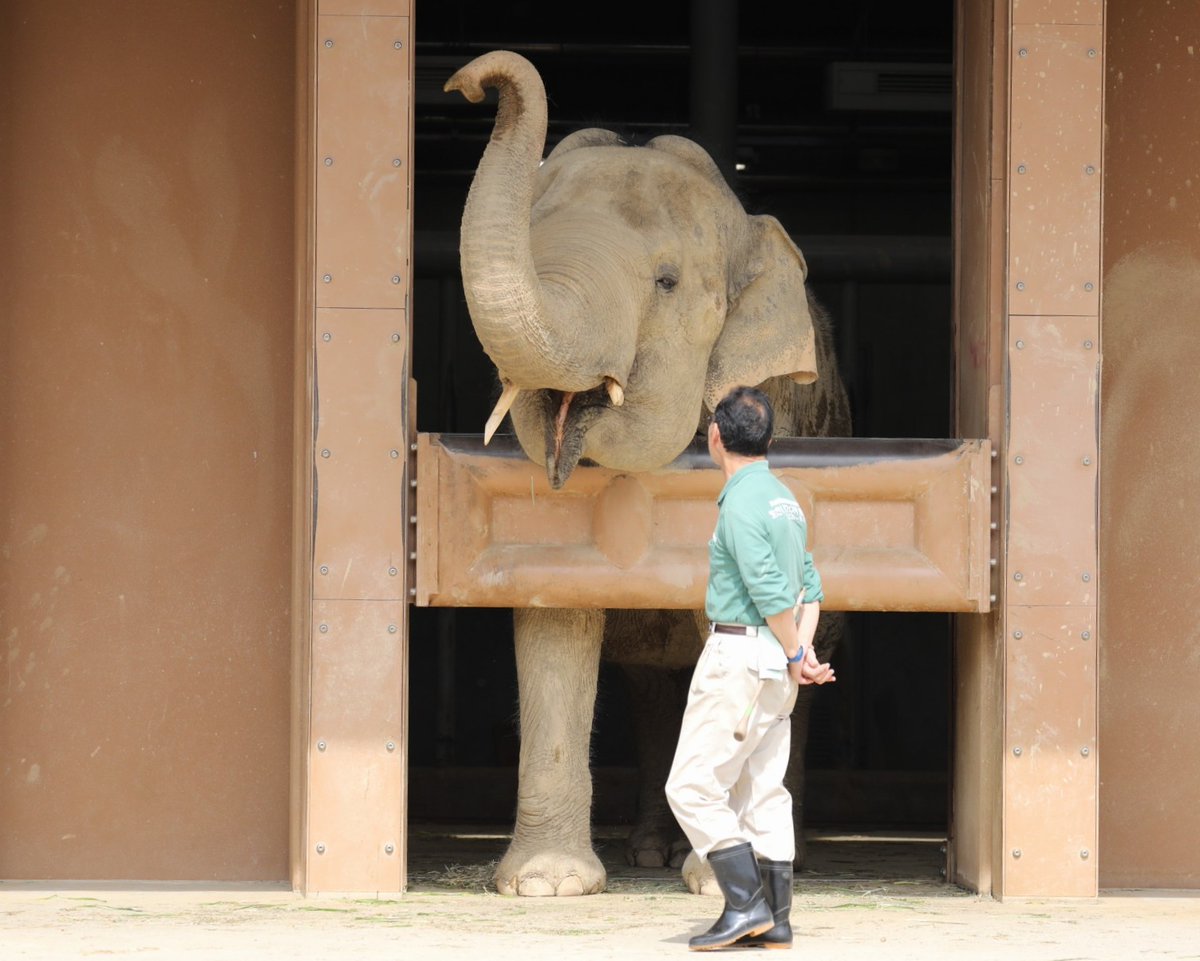 ワルダーさんとの ふれあい🐘

#東山動植物園　#アジアゾウ