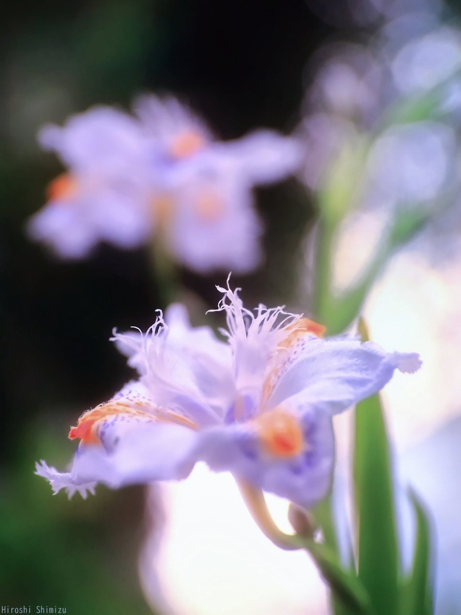 新宿御苑
春の足元を飾る
シャガの花

#NaturePhotography