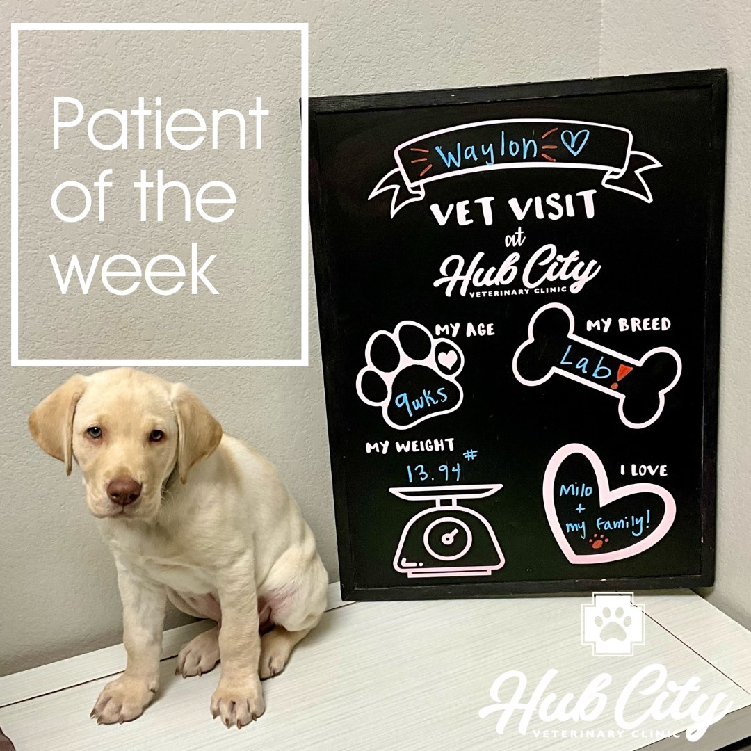 🌟 Patient of the week alert! 🐾 Meet Waylon, the cutest yellow lab spreading love and joy at the clinic. 🐶💛 Show some love for this adorable pup! #PatientOfTheWeek #PuppyLove #YellowLab #AdorablePets 💕🐾 #hubcityvetlbk