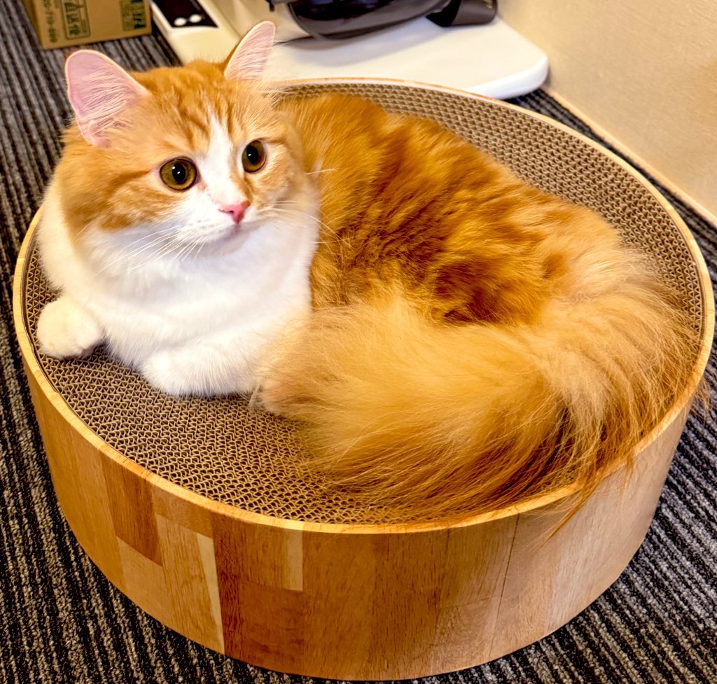 猫のこばん (@nasukara0720) / Posts / X
