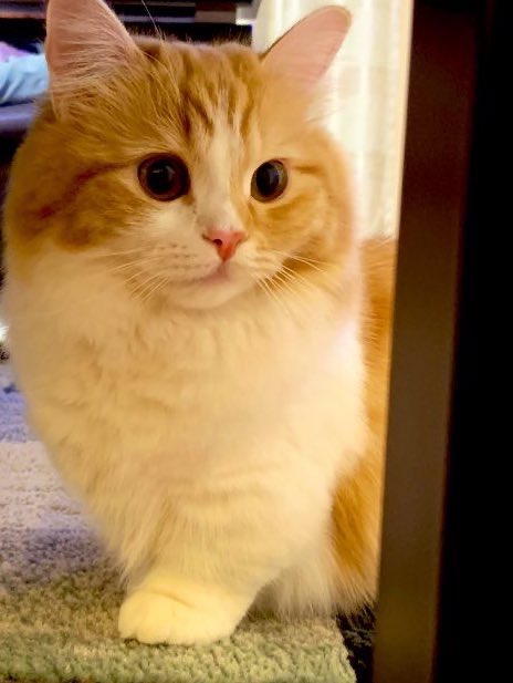 猫のこばん (@nasukara0720) / Posts / X