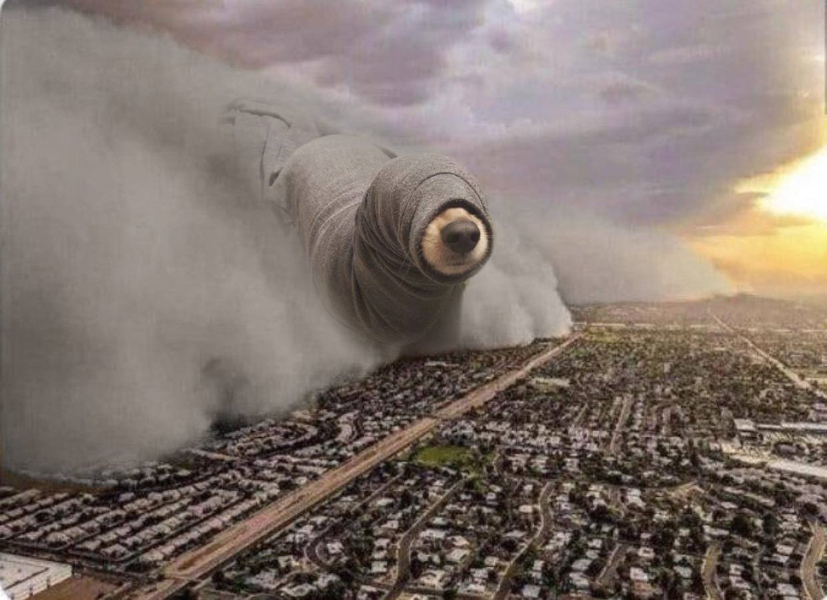 sealdogsol's tweet image. You are not ready. The Sealdog will take over 👊🦭