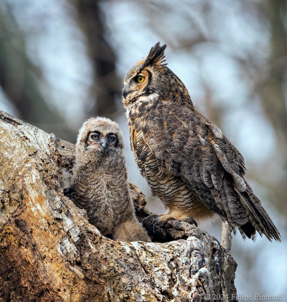 Great-Horned owls, (Bubo virginianus) mother & owlet. Seen in Long Island, NY. #wildlifephotography #birdphotography #birdwatching #BirdsSeenIn2024 #TwitterNatureCommunity #wildlife #BirdTwittern #owls