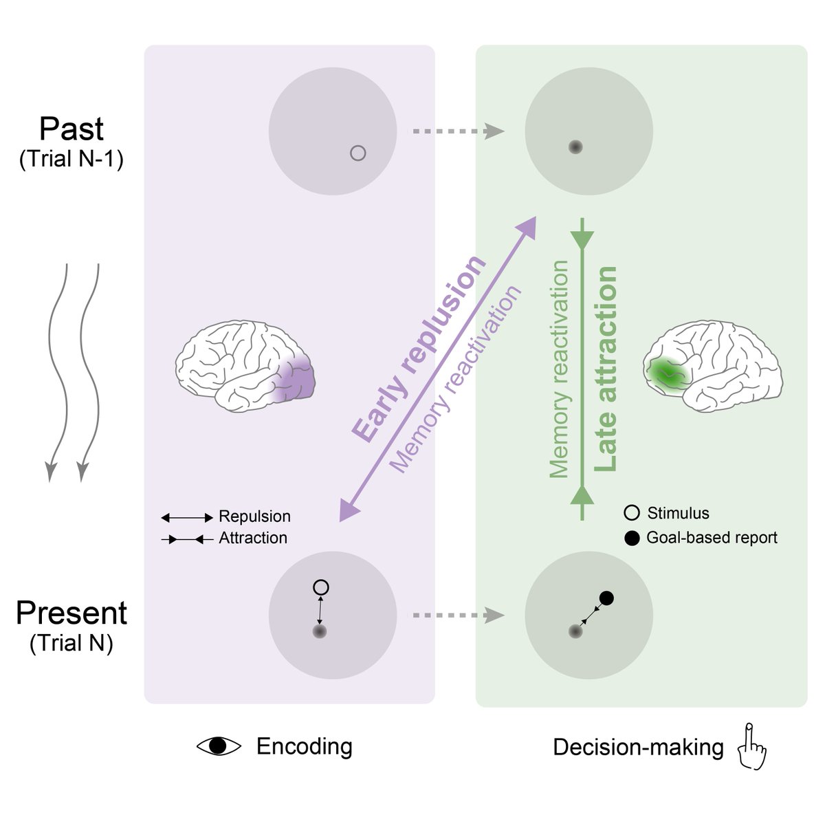 Heading to #CNS2024 ! If you are interested in "serial dependence", "past-to-present influence", and "memory reactivation", come check out my poster (Sunday, April 14, 2024, 8:00 – 10:00 am EDT, Sheraton Hall ABC). Preprint on bioRxiv： biorxiv.org/content/10.110…