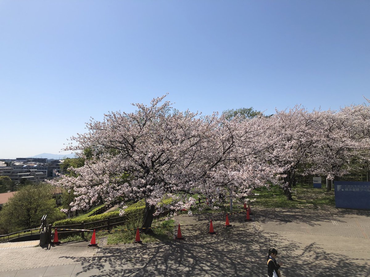 OL240819's tweet photo. 昨日、ルームシェアの桜に行ってきました🌸
今年はタイミングが難しくて行けないかもと思っていたけど、無事今年も行けて良かった！
一昨日の雨風にも負けず頑張って綺麗に咲いていてくれました🌸
牧ママと春田さんの公園にも行けたし、快晴で最高の聖地巡礼日和でした😊

#おっさんずラブ https://t.co/cu350KsNsN