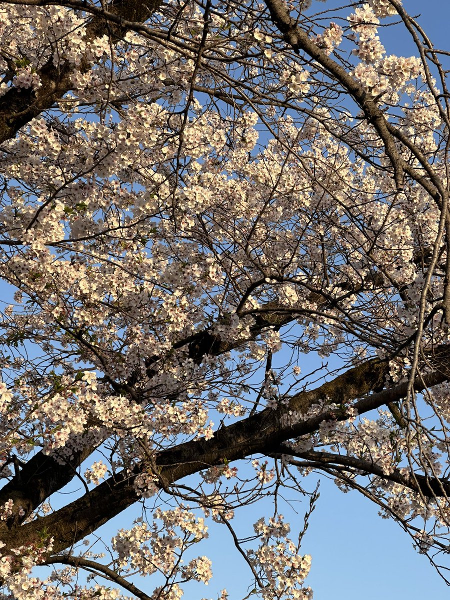 coconut_9972's tweet photo. ココと桜とヒヤシンス https://t.co/3gp0dBjYEL