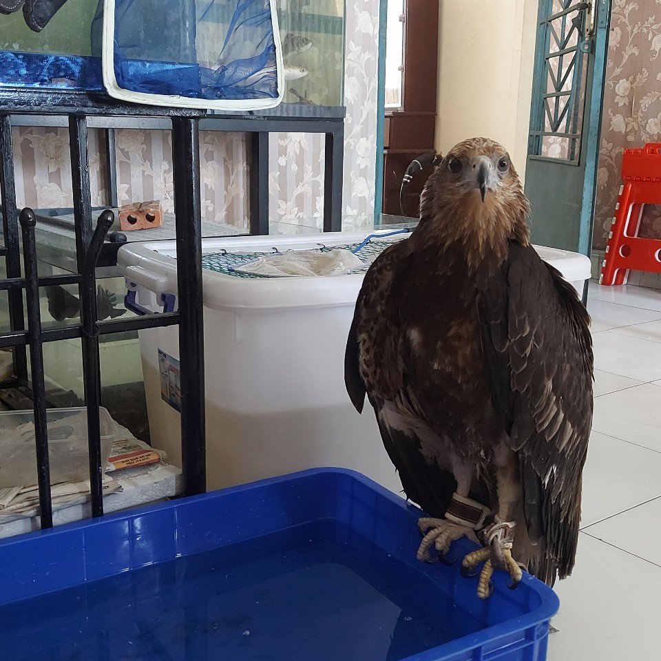 A white-bellied sea eagle was received by the FPD after the person who had bought it online decided to contact our Hotline and voluntarily transfer it to the authorities. The animal is now receiving care at the Cu Chi Wildlife Rescue Center 🌈