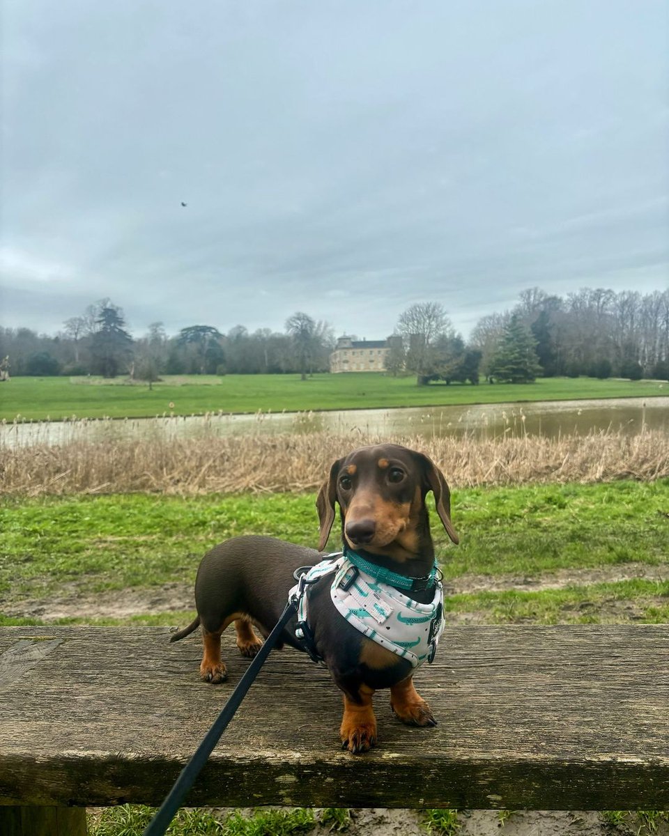 It’s #NationalPetDay!
We love seeing pics of your pets at the park. Here’s a snap of Pickles the sausage dog enjoying the park views recently.

#greatparks #swindon #wiltshire #naturelovers #wiltshirelife #lydiardpark #Visit_Swindon #timeforwiltshire
