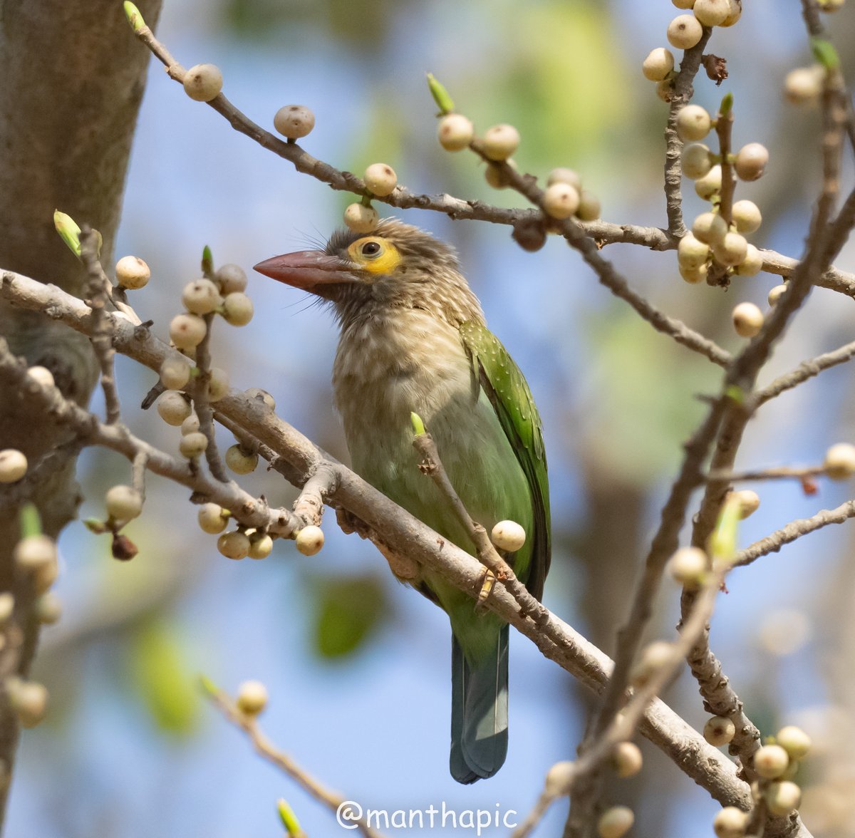 A Fruitful Day!!
Says a Brown headed Barbet
#indiaves #fruitsbasket #fruits #SpringVibes