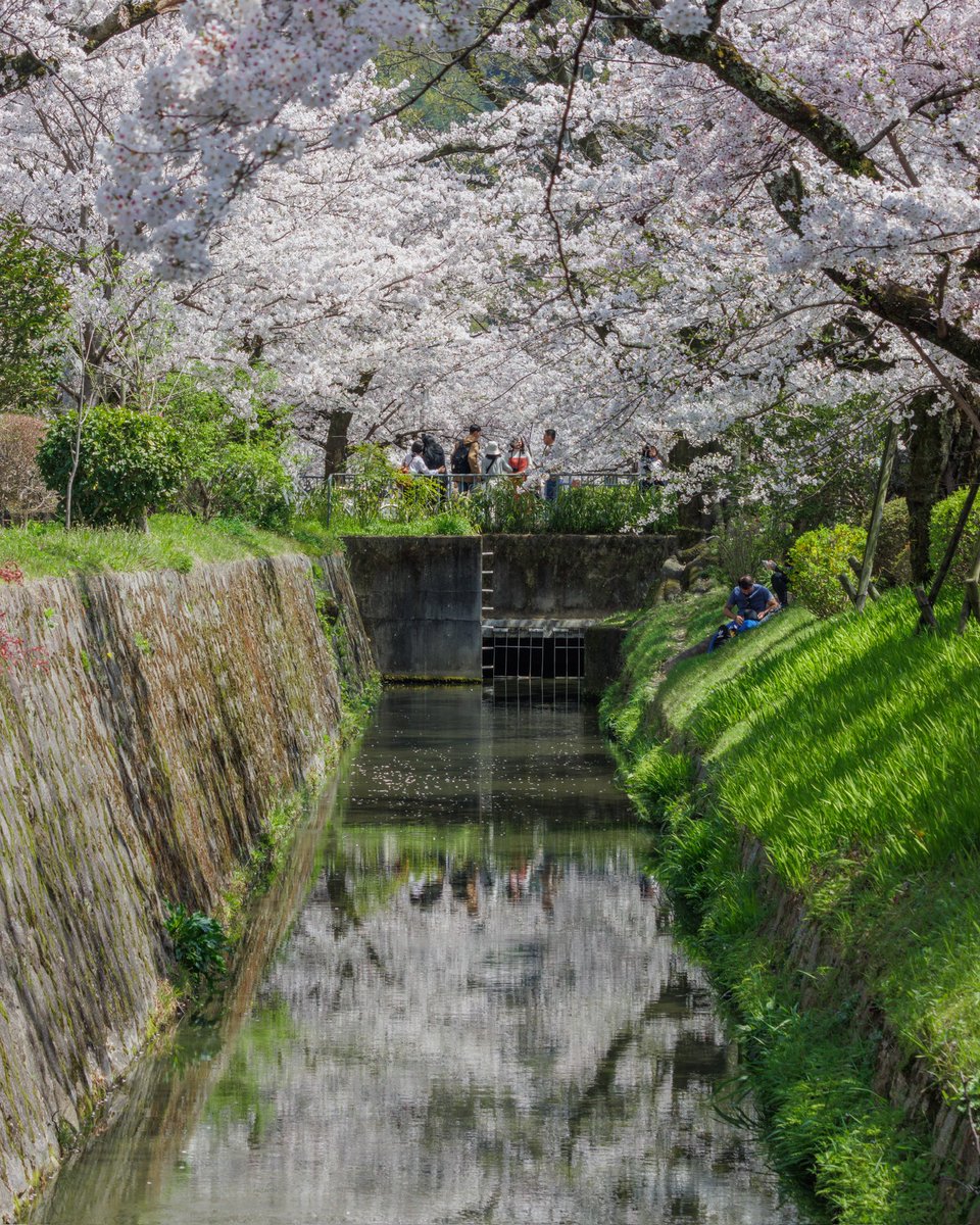 Canon_EOS_90D's tweet photo. #哲学の道 #哲学の道の桜 #桜 #サクラ #京都桜 #カメラ男子 #カメラのある暮らし #ファインダー越しの世界 #canoneos90d #ef70300mmf456isiiusm #philosopherspath #cherryblossom #japanesecherry #sakura #kyoto #lightroom https://t.co/TqQqLJnH04
