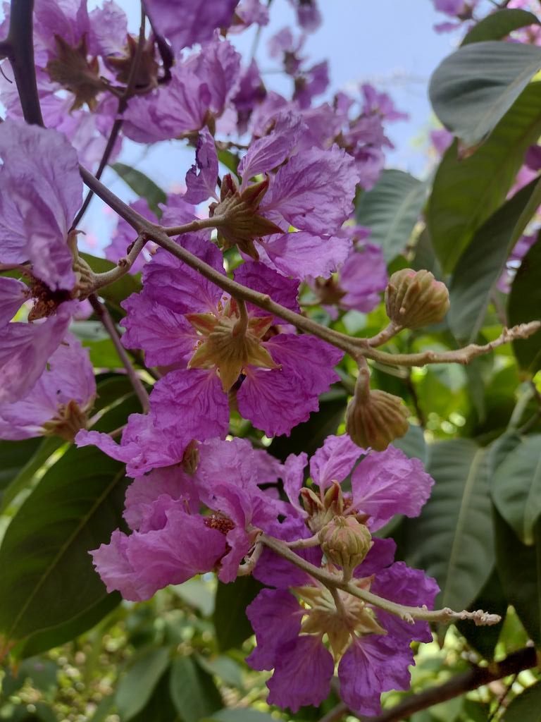 Mornings from the park. ರಂಜಾನ್ ಶುಭಾಶಯಗಳು ಗೆಳೆಯರೆ. Eid Mubarak!