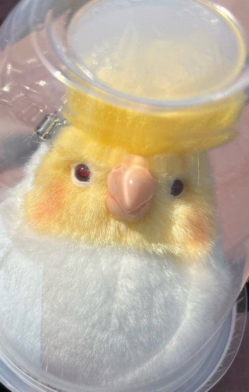 こむぎ tweet media