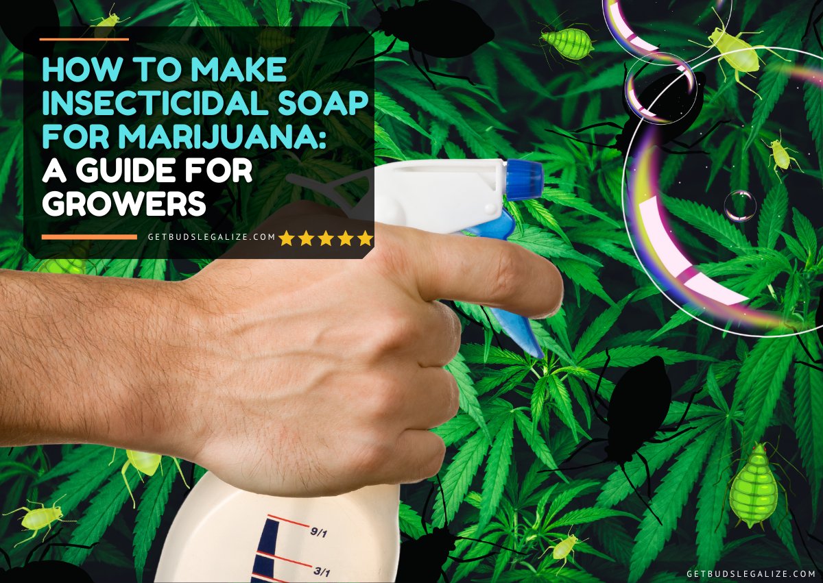getbudslegaliz's tweet photo. How to Make Insecticidal Soap for Marijuana: A Guide for Growers https://t.co/ddNGsX3hR5
#NaturalPesticides
#MarijuanaGrow
#GrowersGuide
#OrganicGardening
#PestControl
#CannabisCommunity
#GrowYourOwn
#CannabisCultivation
#SafePesticides
#MarijuanaTips
#CannabisEducation https://t.co/bC5Vdl5zX8