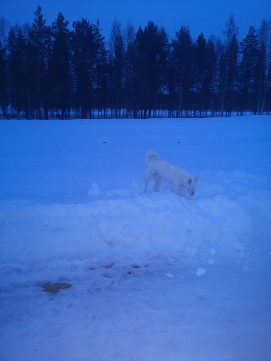 Roligt med snö