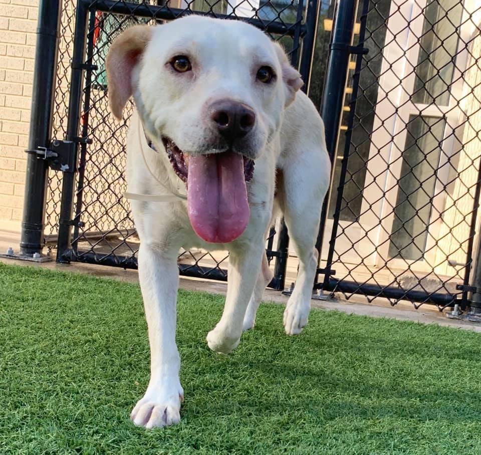 🆘🐶TBK 4/15 #DallasTX Toby #A1072230 10 yrs Senior Unloved💔cant walk/rise readily ambulated, rear limbs. scars present left shoulder and thorax. OUT OF STATE ADOPTIONS! Adopt DASAdopt@dallas.gov. Foster DASFoster@dallas.gov. Rescue DASRescue@dallas.gov.