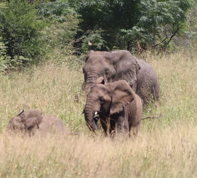 mojostreaming.com/video/1090/int…
#StopTheCull #SaveThe45 #MawanaElephantRescue