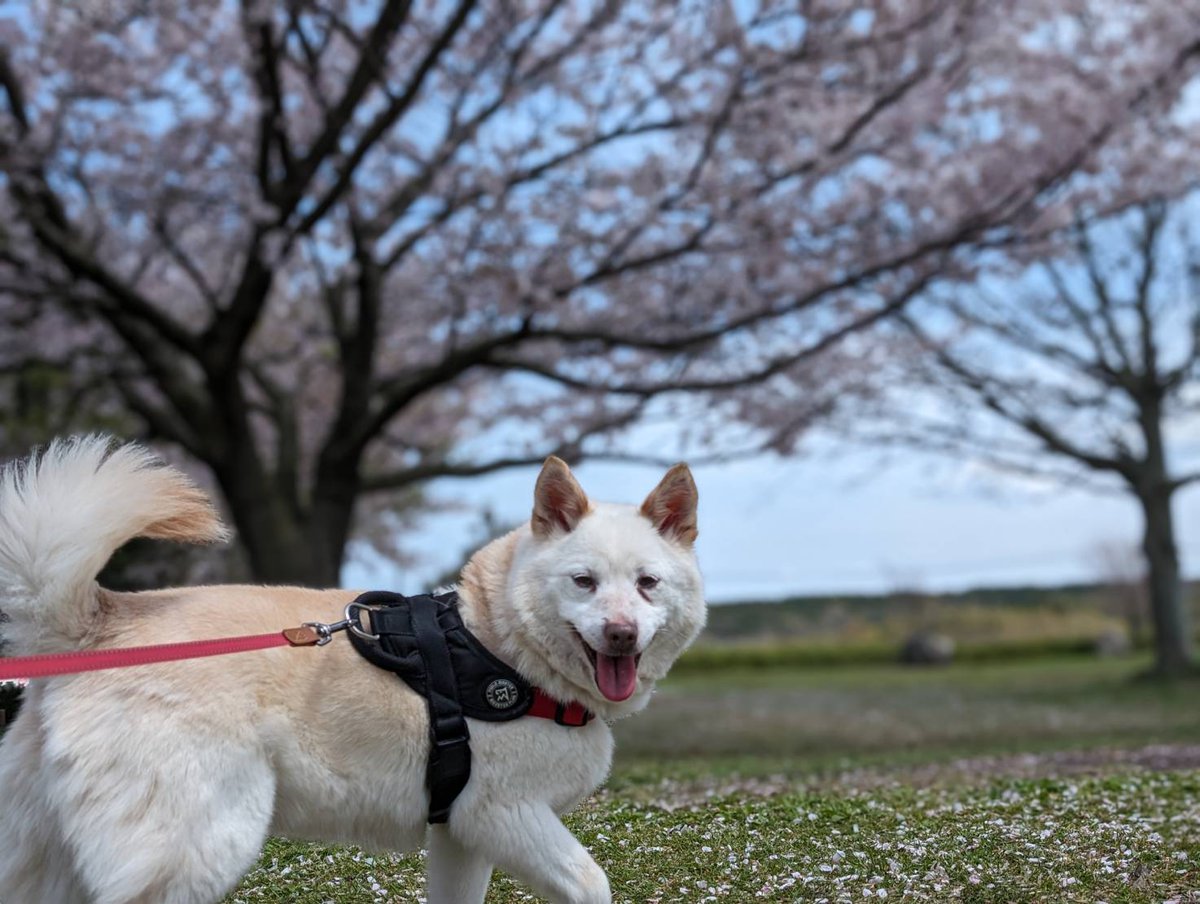 みるぅな(🐶🐱ファミリー) tweet media