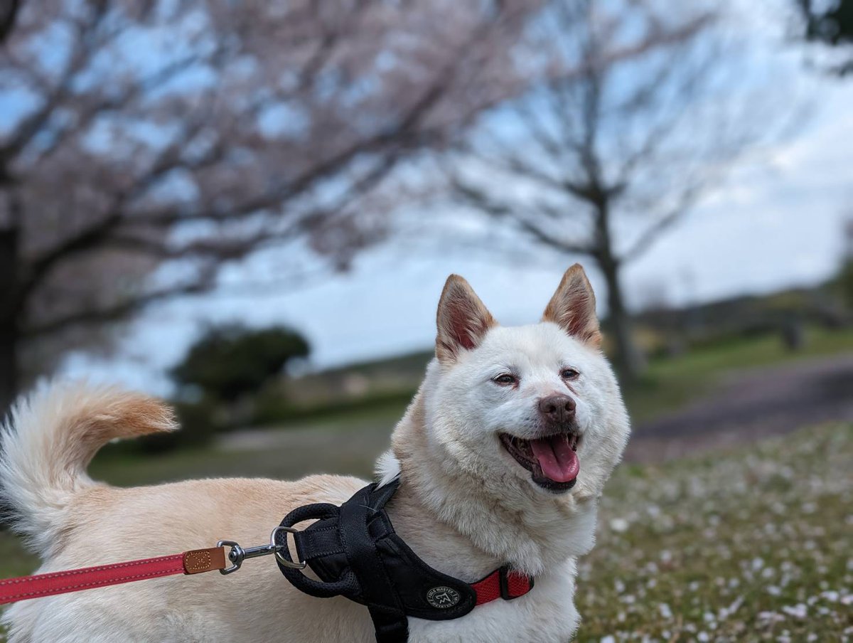 みるぅな(🐶🐱ファミリー) tweet media
