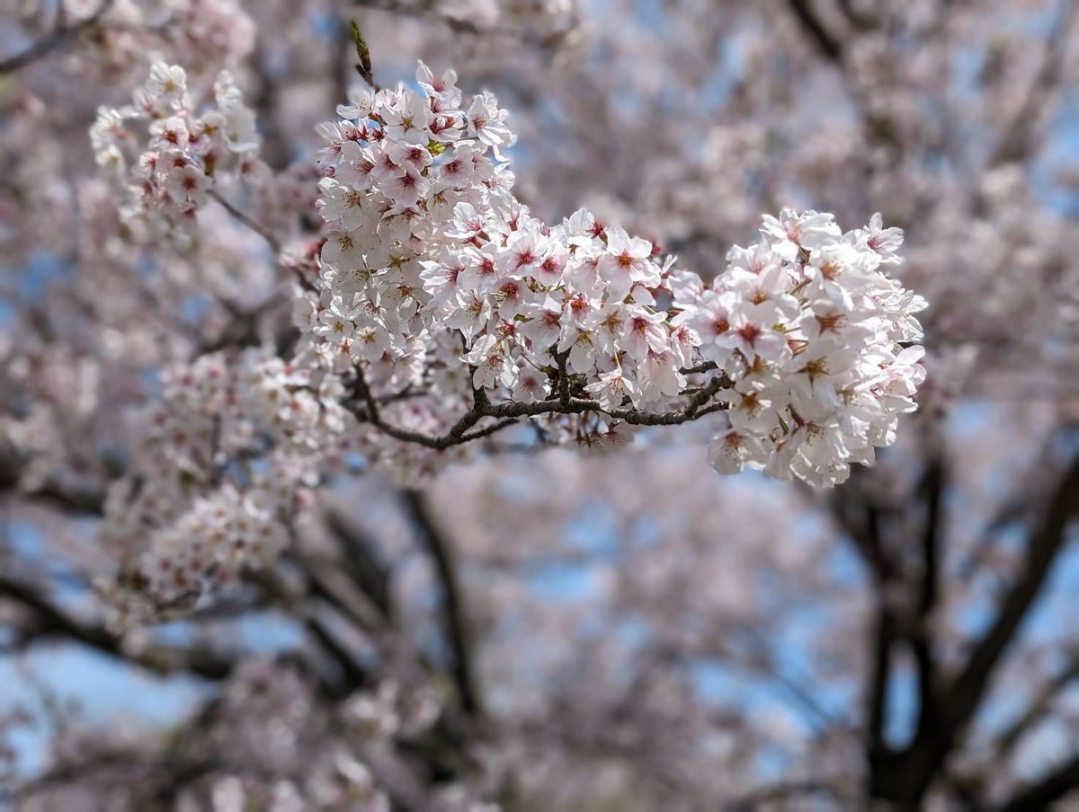 みるぅな(🐶🐱ファミリー) tweet media