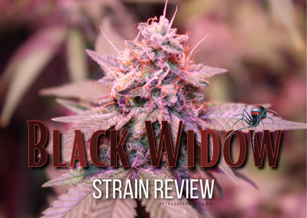 getbudslegaliz's tweet image. Black Widow Strain Review &amp;amp; Growing Guide | Unleash The Power getbudslegalize.com/black-widow-st… 
#BlackWidow
#StrainReview
#GrowingGuide
#CannabisReview
#CannabisGrow
#MarijuanaStrain
#GrowYourOwn
#IndoorGrowing
#OutdoorGrowing
#CannabisCommunity
#THC
#CBD
#CannabisCultivation