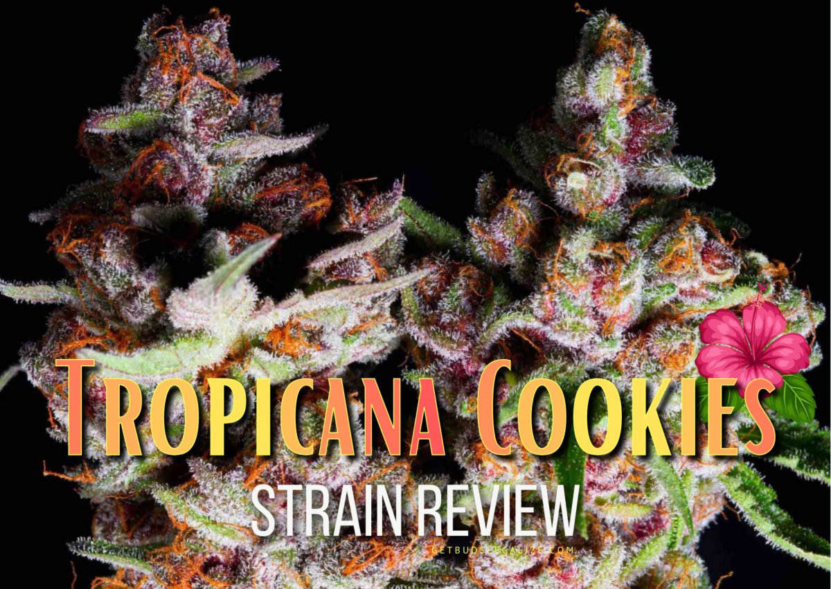 getbudslegaliz's tweet image. Tropicana Cookies Strain Review &amp;amp; Growing Guide | Discover All About getbudslegalize.com/tropicana-cook… 
@ILGMarijuana
#StrainReview
#GrowingGuide
#CannabisReview
#CannabisGrow
#MarijuanaStrain
#GrowYourOwn
#IndoorGrowing
#OutdoorGrowing
#CannabisCommunity
#THC
#CBD
#CannabisCultivation