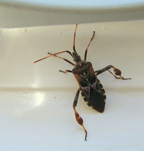 @knotjen1973 I think it’s a Western Conifer Seed Bug (Leptoglossus occidentalis).