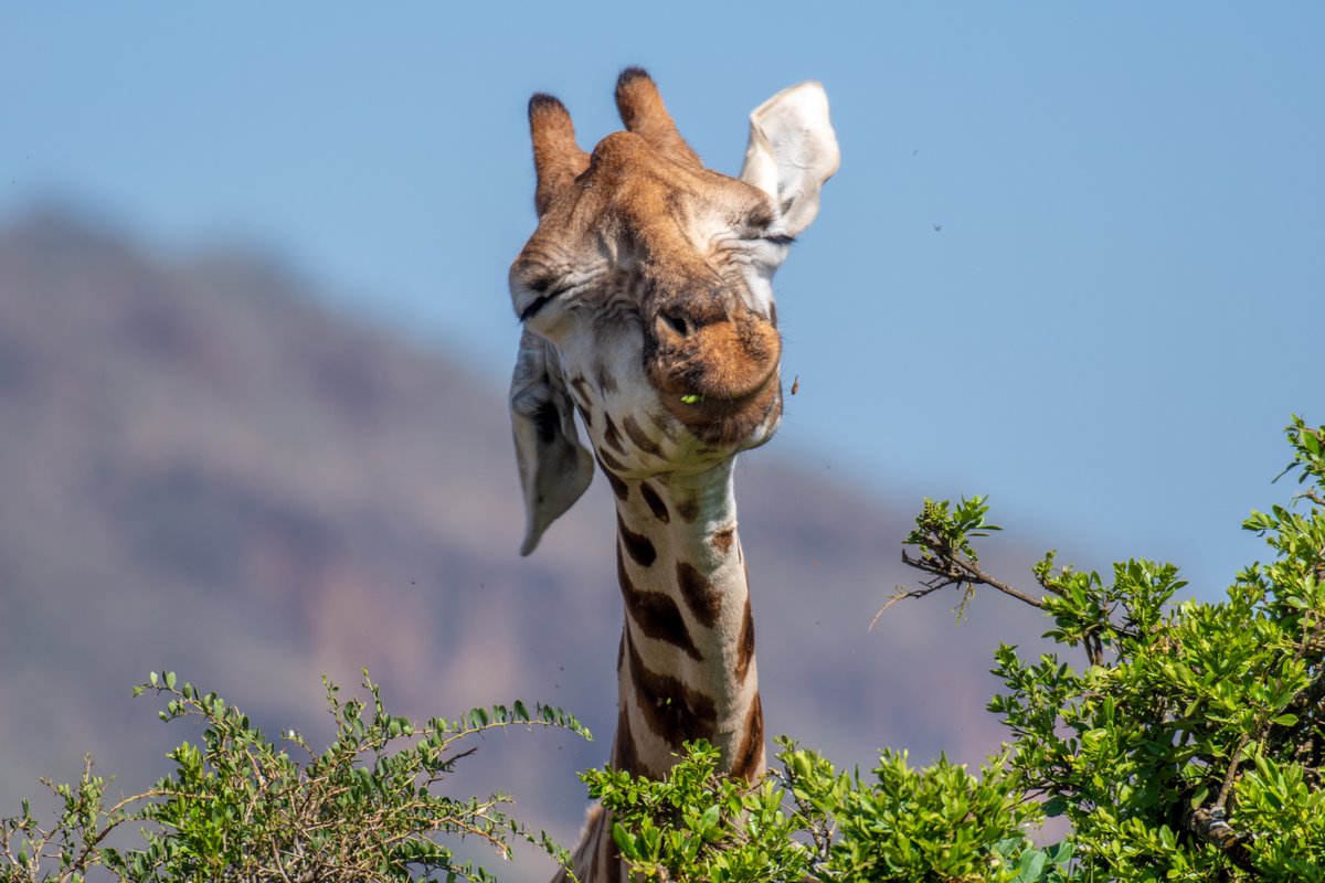 When the meal is really hitting the spot 😌🌳 📸: Edwin Remsberg #giraffe #wildlifephotography