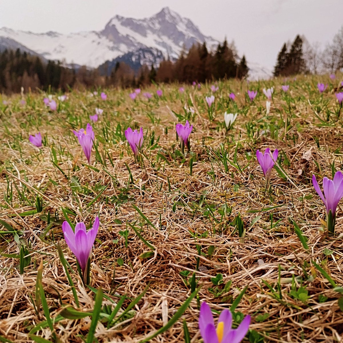 Esiste il paradiso? Ph. Arianna Colle #BestTourismVillages #sustainabletourism #btv_UNWTO #sustainabletourism #SaurisUnaFotoAlGiorno #sauriszahre #sauris365 #sauris @BTV_UNWTO @italia @unesco