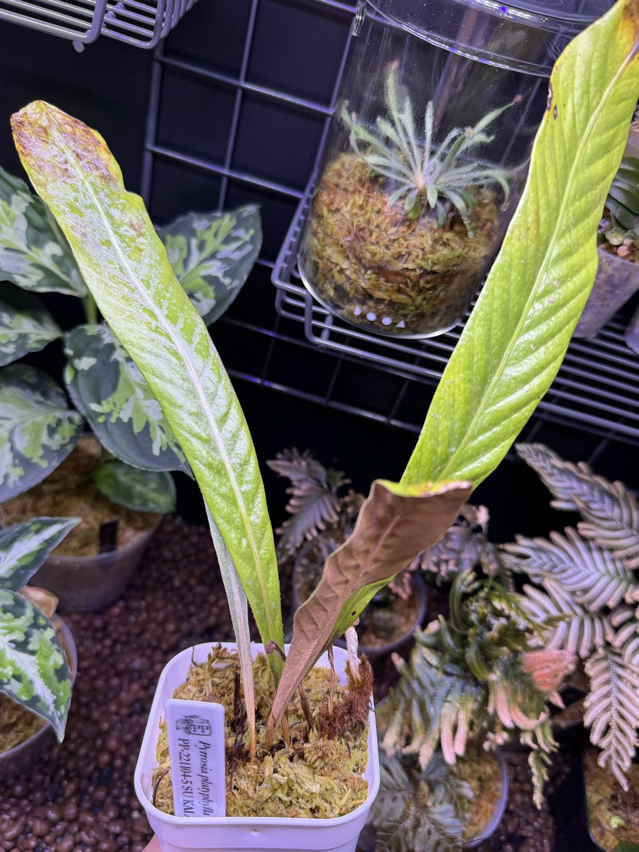 levis416's tweet image. おそらく店内で一番汚いと思われる草を購入😅　現地から引っこ抜いてきた感がじわじわ来ました。　#nativeforest #pyrrosia #シダ