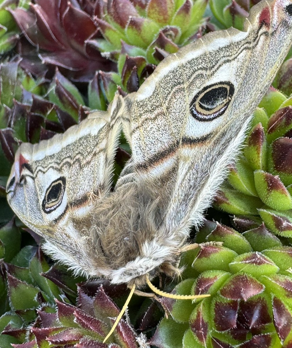 Well that was certainly a surprise when I peeped in the MV trap last night, a huge female Emperor Moth was peeping back. I’ve never seen a female before😊