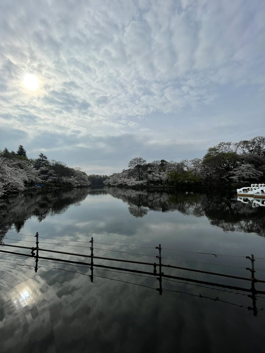 井の頭公園愛。