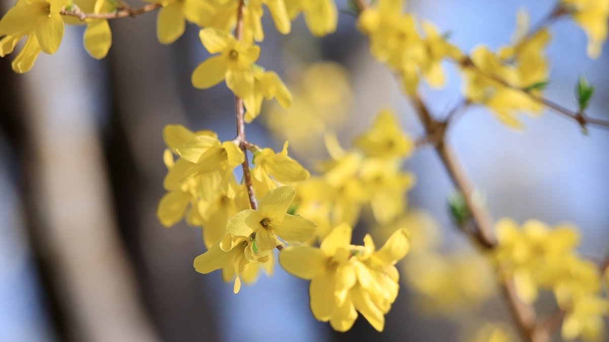 Spring is here, and everything is rejuvenated, including the blooming flowers!🌺 In Baihua Park, #Licheng District, #Jinan, #Shandong Province, various colorful flowers have entered their best viewing period.🤩 #SpringInShandong #FloweringSeason (Photo by Yuan Haibin, Ma Weiguo)