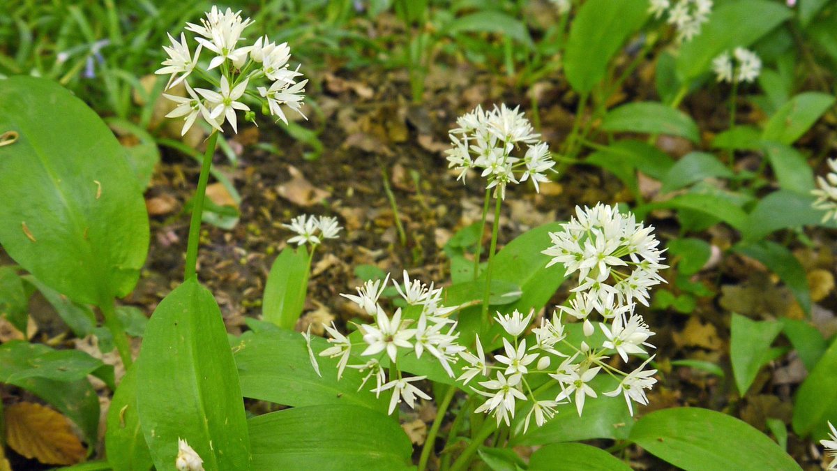 As plants are developing edible fruits & foliage, please remember that foraging is not permitted at #BurnhamBeeches or #StokeCommon. Nothing is allowed to be taken off the reserves; this includes wild garlic, blackberries, fungi, & wildflowers. Leave it for the wildlife.