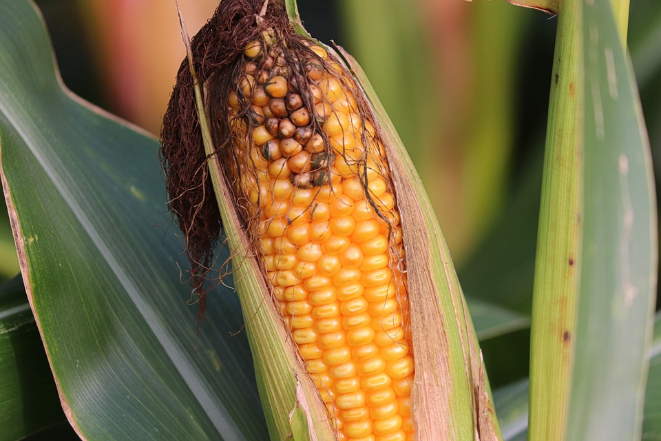 Fine mapping and candidate gene analysis of qSRC3 controlling the silk color in maize
rdcu.be/dDi4J