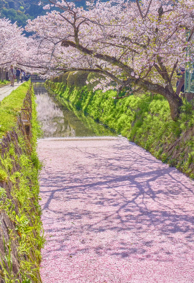 哲学の道に現れた花筏が、桃色絨毯のように美しい。