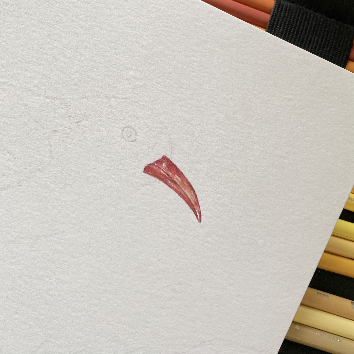 I’ve just started to draw a bird with an iconic red beak 🪶 Who can guess the species?? #guessthespecies #bird #birddrawing #britishbirds #BirdsOfTwitter #birdwatching #art