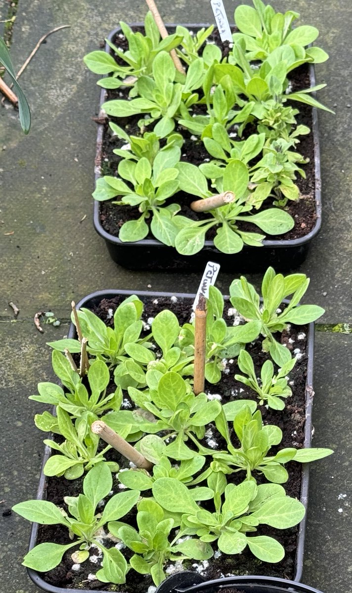 Hardening the Petunias off 😎