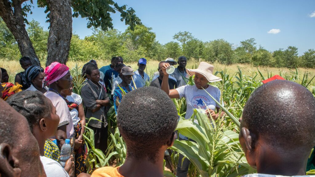 The fall armyworm has wreaked havoc on Zambia’s agriculture, devastating smallholder farmers with staggering losses.🌾📉 But amidst the struggle, a promising solution emerges. Learn more👉 ow.ly/FO5W50RcRI3 @ACIARAustralia