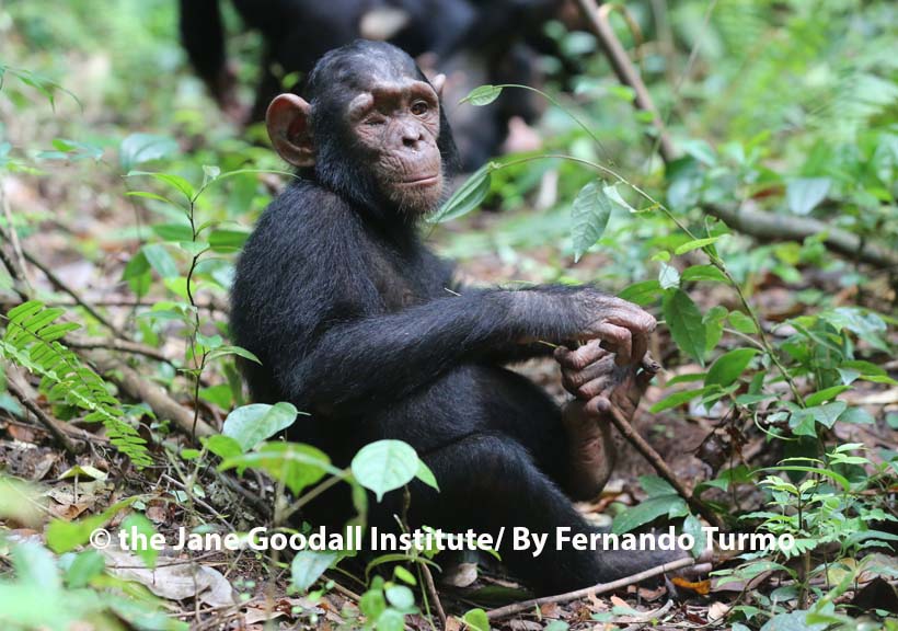 En Tchimpounga viven chimpancés rescatados del tráfico ilegal y la caza furtiva, como Zezé ❤️‍🩹 ¿Quieres colaborar en su cuidado? Conviértete en su #chimpamigo y ayúdanos a que él y otros chimpancés rescatados puedan disfrutar de una segunda oportunidad 👇🏼 janegoodall.es/es/chimpamigos