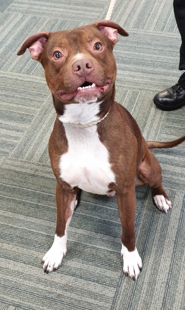 Dog found near #Exeter Quay. If you have any knowledge,  please call 101 quoting log 187 of 11/04/24 before it goes to the kennel