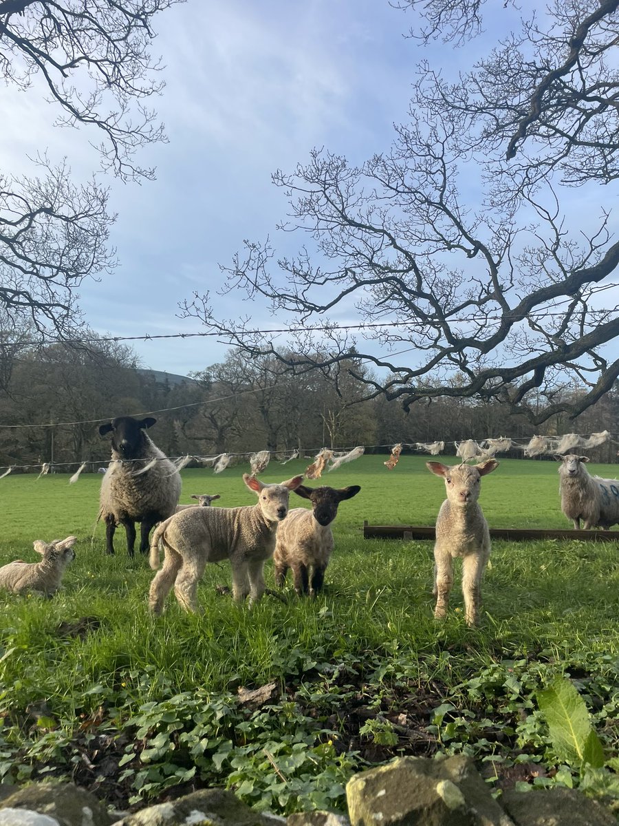 Working in the countryside for the week means the loveliest morning greetings from these little guys 🐑🧡