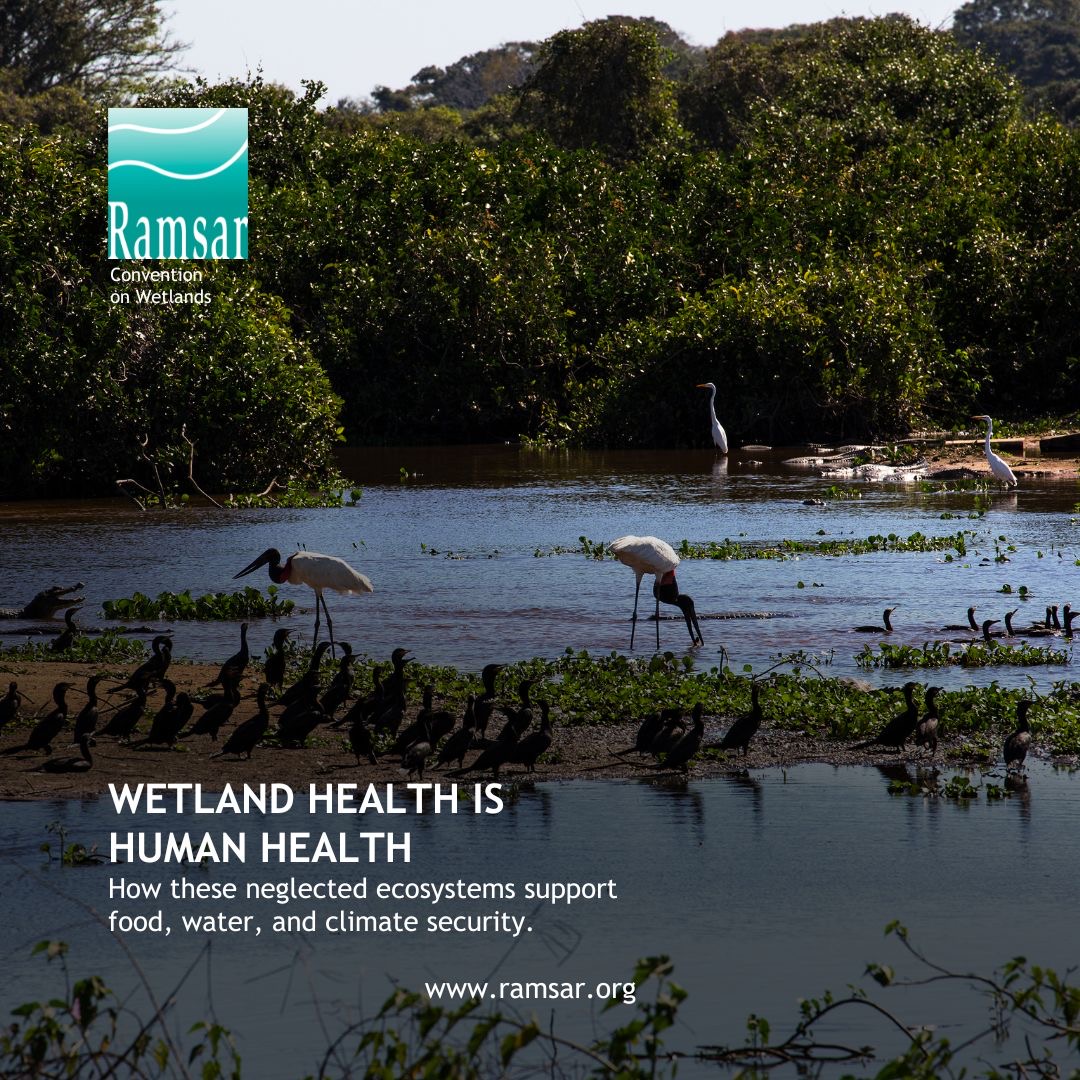 Drained for agriculture, polluted by industrial waste, and encroached upon by urban development, wetlands are disappearing three times faster than forests. 🔗 ramsar.org/news/wetland-h… #WetlandConservation #WetlandsMatter