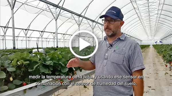 "The moment you start having stress, there's a negative impact on production." Read the case study: How Season Farms managed heat stress to improve production. hubs.ly/Q02q-pFr0
#berries #plantstress #production #harvestweights #heatstress