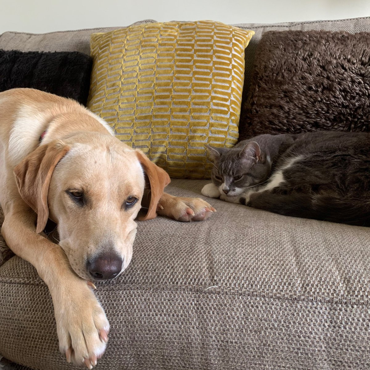 It’s #NationalPetDay! We think you can guess our favourite pet, but we do still love them all! Show us your furry companions! 😸