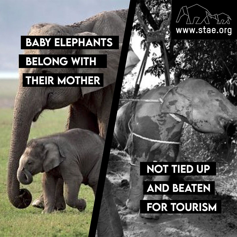 Baby elephants belong with their mothers, not tied up and beaten for tourism. Help us save the Asian elephants - stae.org/help-us