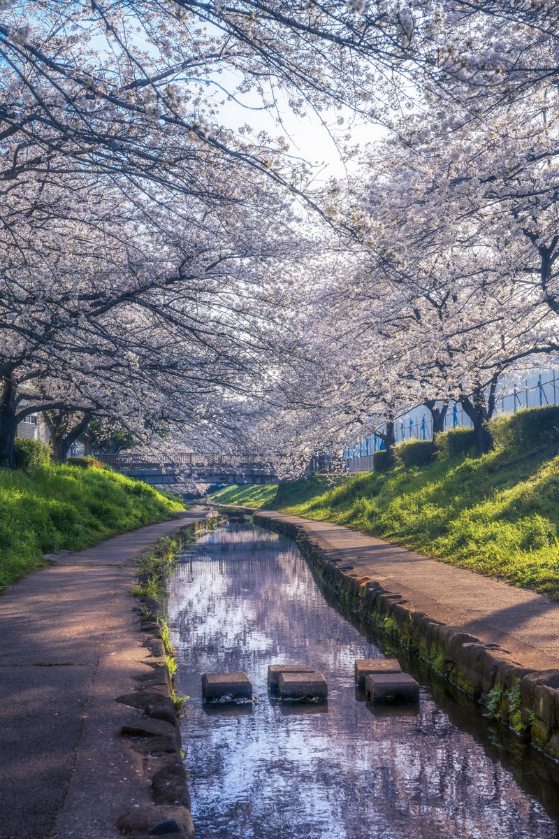 江川せせらぎ緑道の満開の桜が絶景でした